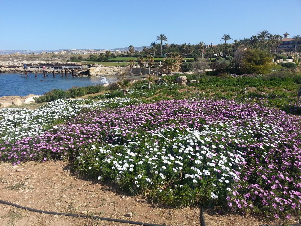 Faros Beach Paphos Ngoại thất bức ảnh